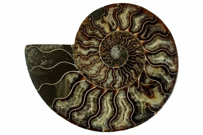 Cut & Polished Ammonite Fossil (Half) - Madagascar #329156